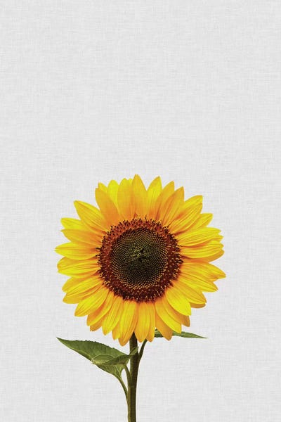 Sunflower In Darkness Flower Canvas Canvas Wall Art Picture Print